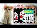 小貓咪 電影 貓與丈夫插曲 蔓莉蔓莉我愛妳 鄧麗君 小貓咪 電影 貓與丈夫插曲 蔓莉蔓莉我愛妳 鄧麗君