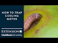 How to trap codling moths