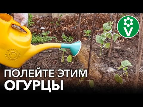 БУДЕТЕ СОБИРАТЬ ОГУРЦЫ ВЕДРАМИ РАНЬШЕ ВСЕХ! Лучшие подкормки для огурцов