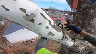 Big sycamore with Rob on the rope (Raw) #2