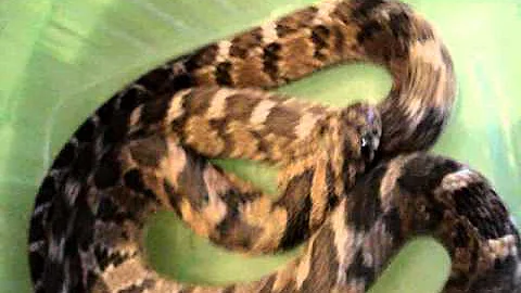 Egg Eating Snake trying to be scary