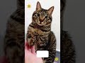 #dog #funny #video