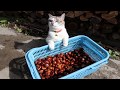 しろと栗拾い Picking up cats and chestnuts 191018