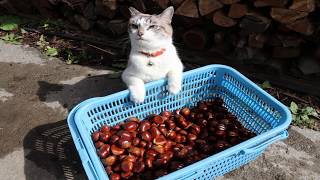 しろと栗拾い Picking up cats and chestnuts 191018