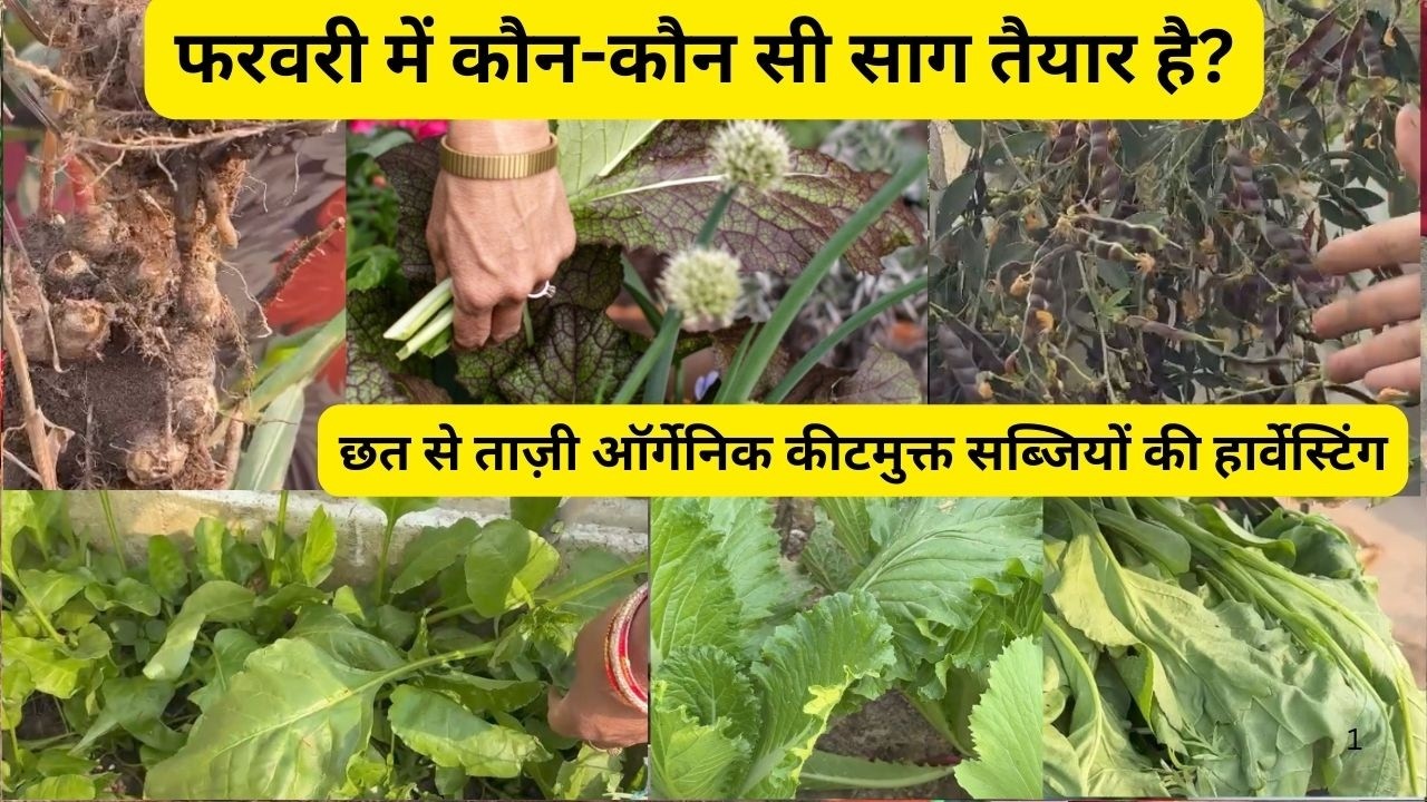 छत पर साग की बहार  फरवरी हार्वेस्टिंग | कीटमुक्त ऑर्गेनिक गार्डन टूर|100% कीटमुक्त ऑर्गेनिक गार्डन