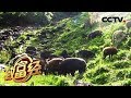 《致富经》三个月赚500万的生意 从赔光家底开始 20180911 | CCTV农业