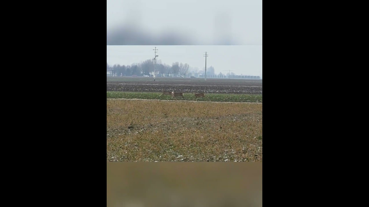 Dove si nasconde il lupo?🐺 #agricoltura #shortvideo #farming #agriculture