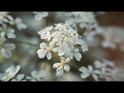 Youtube: Mani Deïz – Yesterday