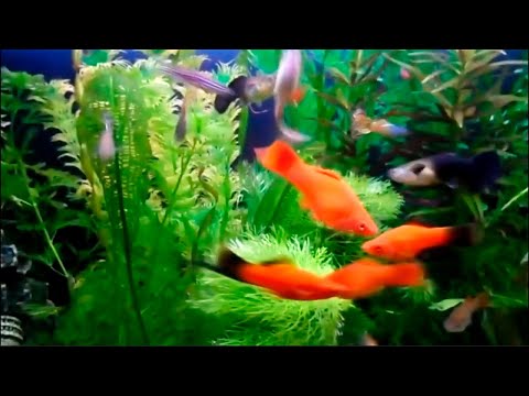 Видео: Аквариумные Рыбки | Aquarium Fish