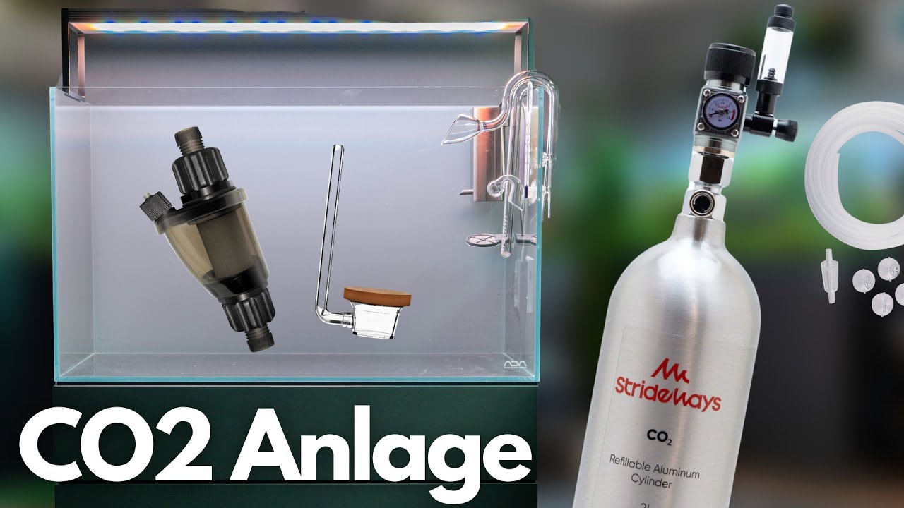 Die schönste CO2 Anlage? Schritt für Schritt aufbauen! YouTube Die schönste CO2 Anlage? Schritt für Schritt aufbauen! YouTube