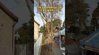 전원 주택 나무 전지작업#나무가지치기 #나무정리 #가지치기 #전정작업 #조경관리 #정원관리 #전원주택 #마당정리 #조경수관리 #수목정리 #나무관리 #잔디정리 #마당있는집 #조경시공