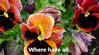 Where Have All The Flowers Gone? The Brothers Four & Mix Where Have All The Flowers Gone? The Brothers Four & Mix