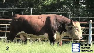 Lot 2-WHR 240G 188D BEEFMAKER 730MET -44623895