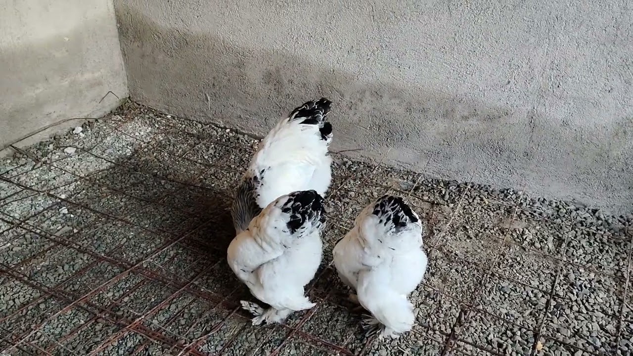 Колумбийска брама Младоците чакат Пролетта с нетърпение 