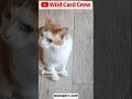 CAT TEMPER ISSUES.