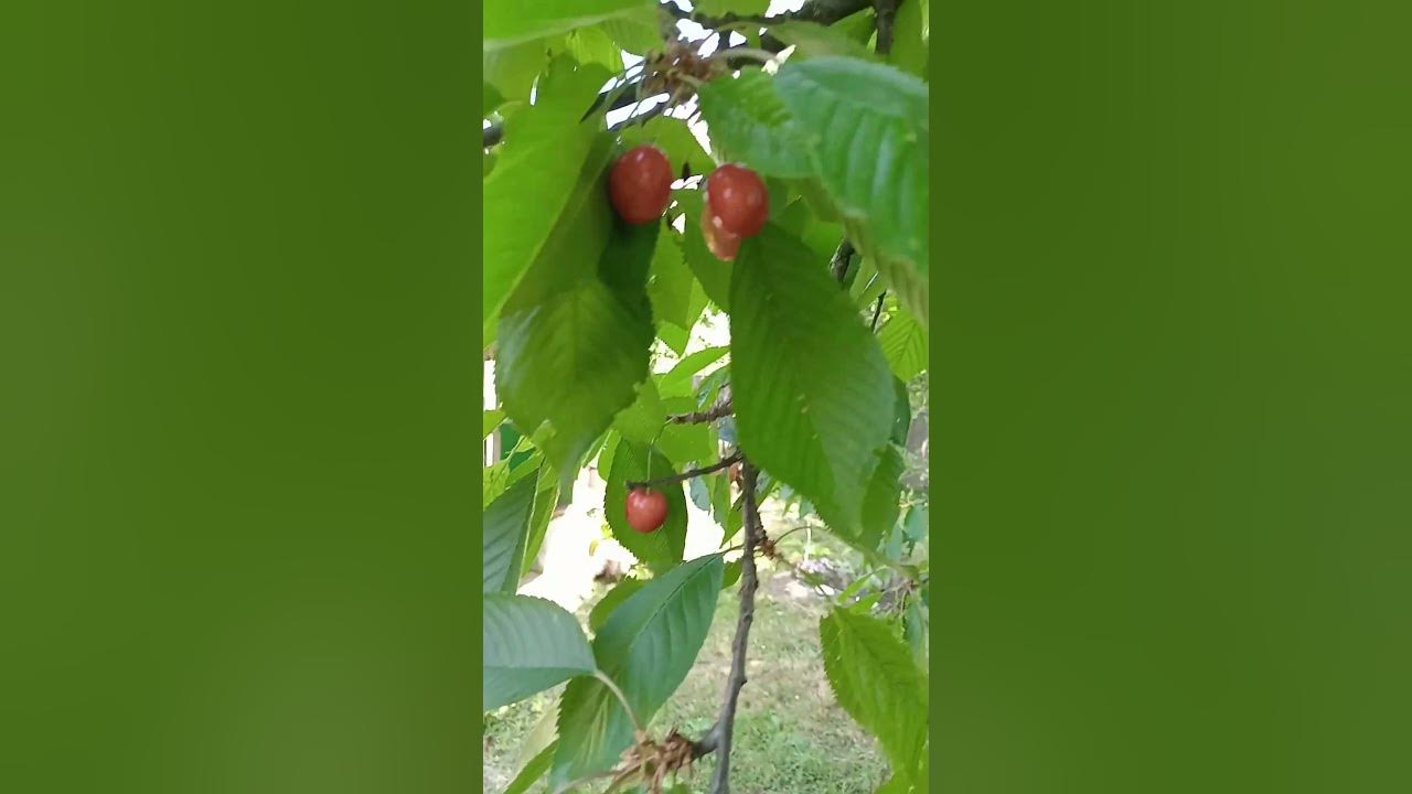 Як відігнати шпаків і других птиць від черешні. - YouTube