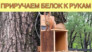 Приручаем белок к рукам