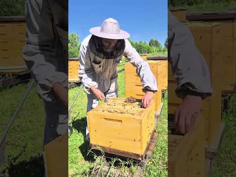 А ЕСТЬ ЛИ ЛИПА? Полная версия.