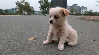 I Found tearful stray puppy wandering alone on roadside in urban area , I adopted her