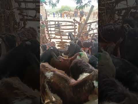 الماعز رمز البساطة في ثار