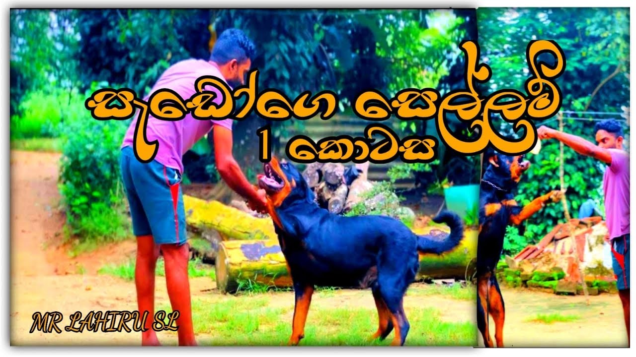 සැඩෝ කොල්ලගේ කෝලම් ටික 