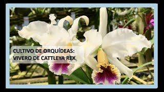 Cultivo De Orquídeas Cattleya Rex Cultivo De Orquídeas Cattleya Rex