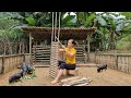Building Bamboo House For Pig 2022, Make Bamboo Fence - Ep.98