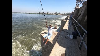 صيد الراي من القناطر الخيرية Nile Sardine Fishing