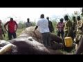 Live Operation on Poached Elephant in Galana Ranch, May 2011