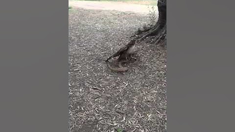 Red Tail vs Gopher Snake