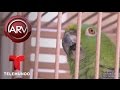 Acusan a un loro de decir groserías frente a los niños | Al Rojo Vivo | Telemundo