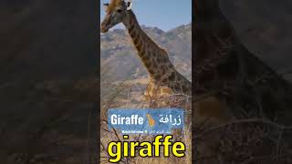 زرافة | Giraffe | تعلم أصوات الحيوانات وأسماؤها باللغة الإنجليزية للأطفال