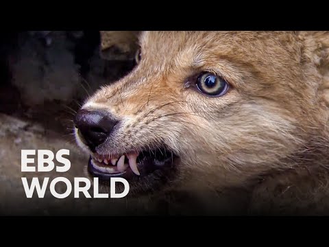 Video: Pet Scoop: Pet vučjih štenaca spašenih iz Aljaske, u New Yorku može podići baba