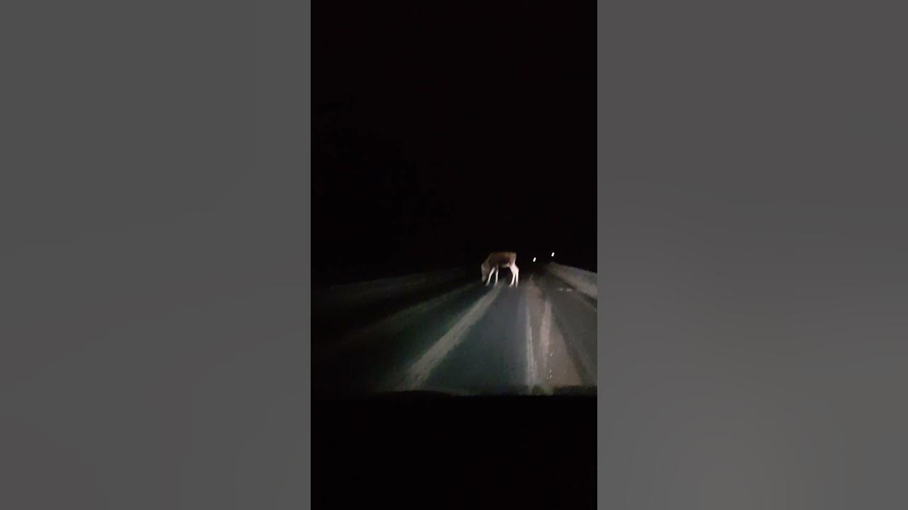 Лось на дороге под Костромой