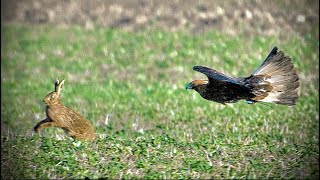 Golden Eagle Vs. Hare Compilation.