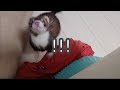 【フェレット】わちゃわちゃじゃれ合うクロちゃんとクゥちゃん!