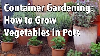 Container Gardening - How To Grow Vegetables In Pots