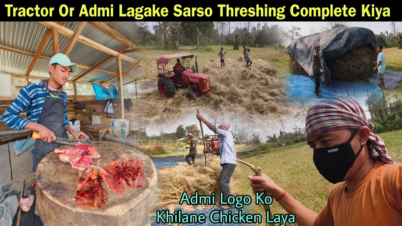 Tractor Or Admi Lagake Sarso Threshing Complete Kiya - काम करने वालों को खिलाने चिकन लाया