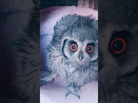 Wild Bird and