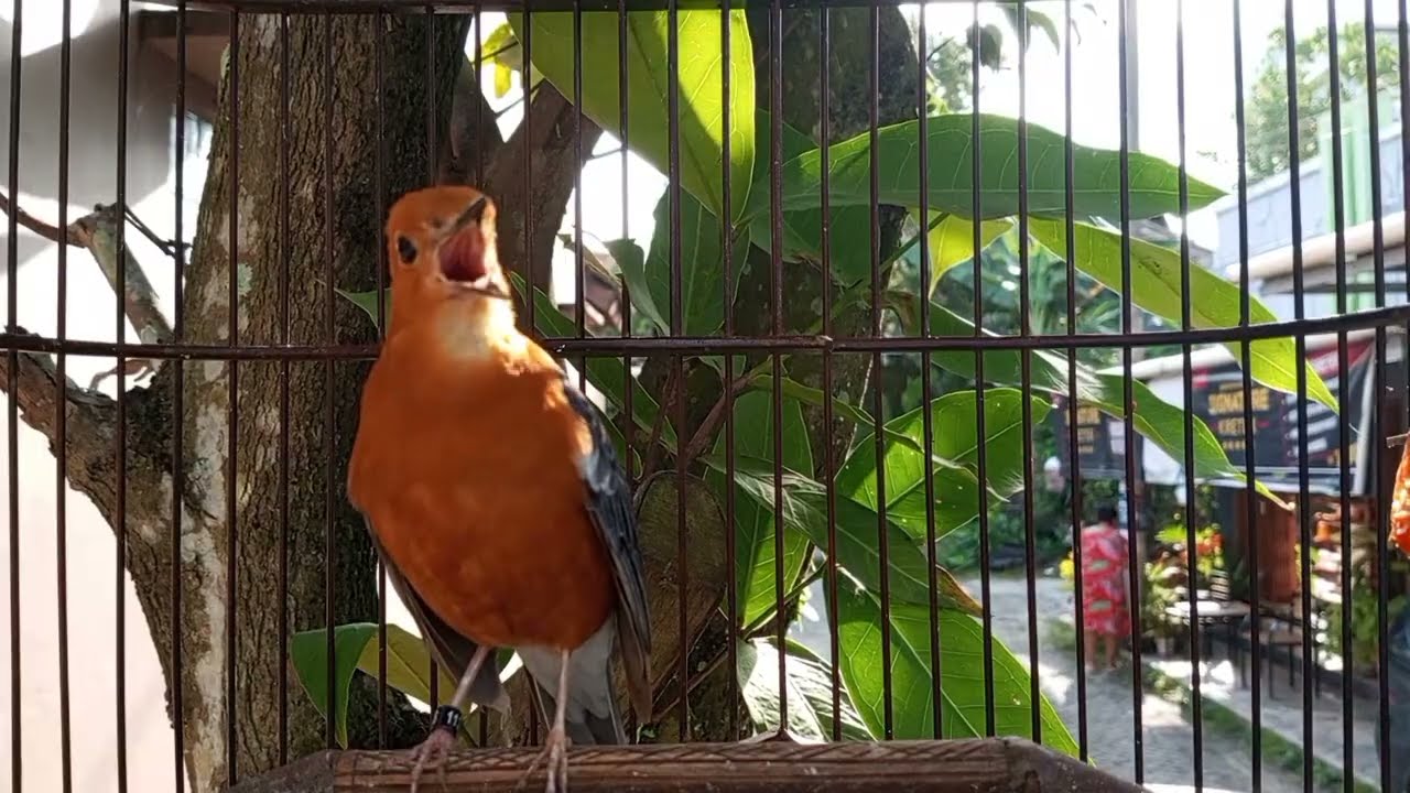 ANIS MERAH GACOR, PANCINGAN LANGSUNG BIKIN GACOR | 5