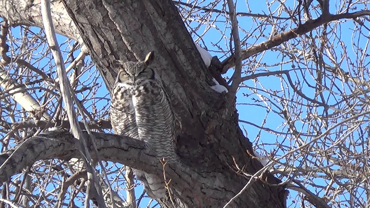 Where Did The Owl Couple Go? - YouTube Ryan Heavy Head