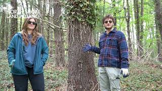 How to Free a Tree: Removing Invasive Vines