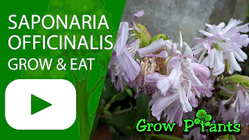 What is Saponaria officinalis extract?