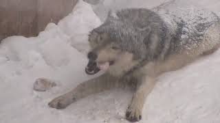 シンリンオオカミ 吹雪の中の食事風景~Wolf Pack at the Maruyama Zoo