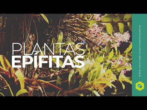 Vídeo: Propagação de plantas epífitas: como propagar plantas epífitas