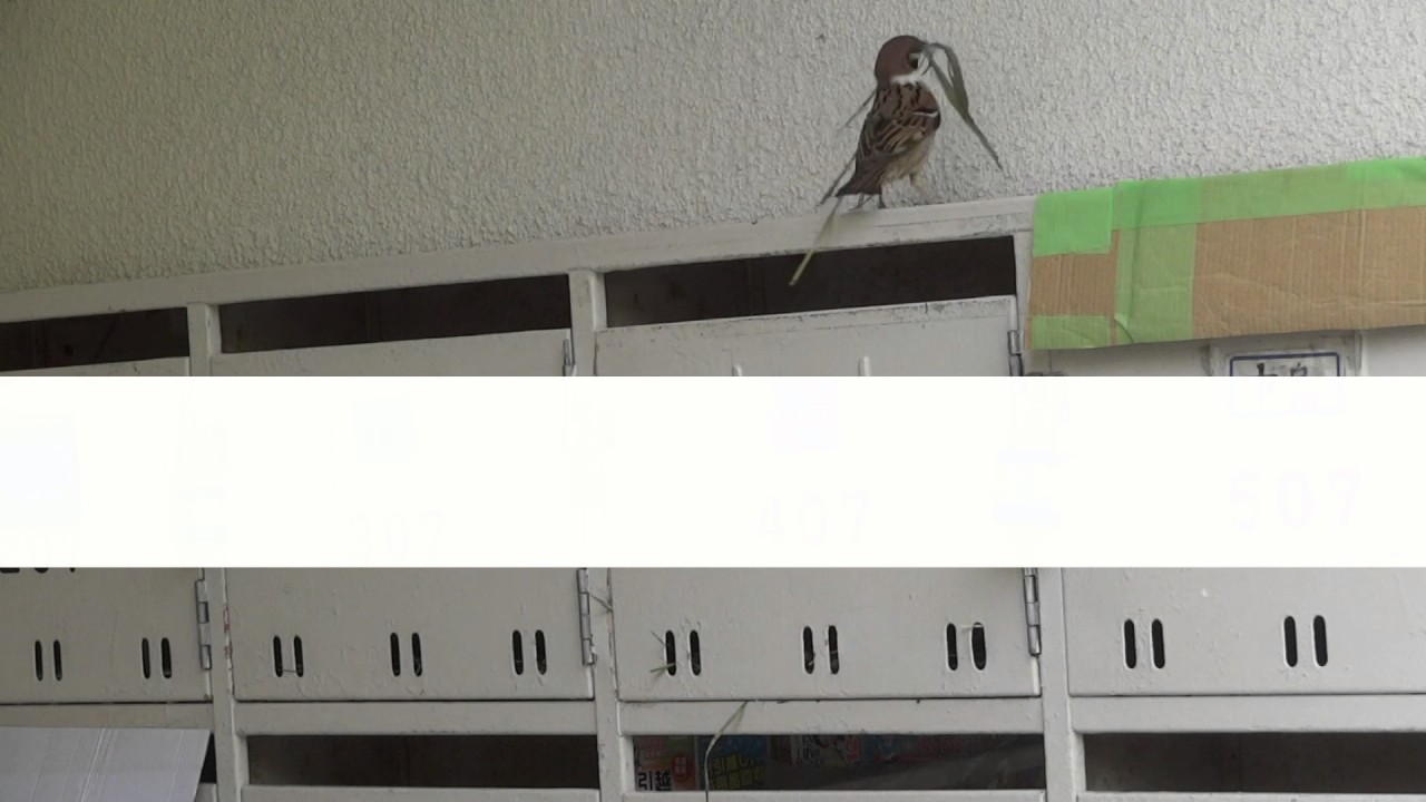 雀の巣作りの時期やどこに作る 作る動画やすの素材 縁起が良いか 対策や駆除も エンタメlab 雀の巣作りの時期やどこに作る 作る動画やすの素材 縁起が良いか 対策や駆除も エンタメlab