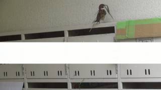 雀の巣作りの時期やどこに作る 作る動画やすの素材 縁起が良いか 対策や駆除も エンタメlab