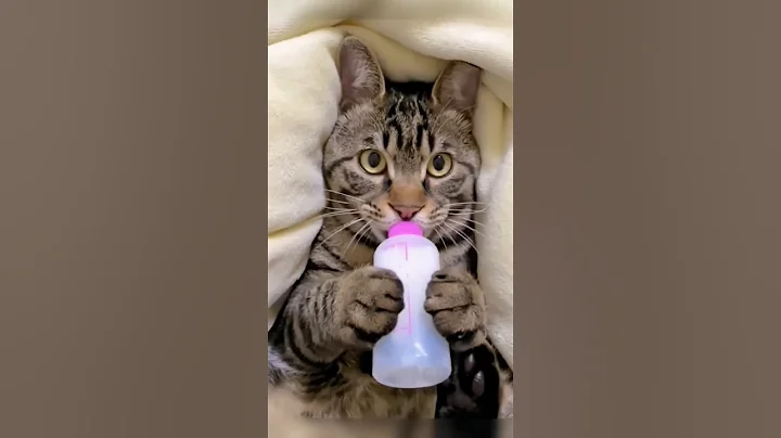 kucing pingin 🍼🫨😭😻😄susu  #fypシ  #funny  #comedy  #cute  #campping  #bushcraft  #cutebaby  #camping