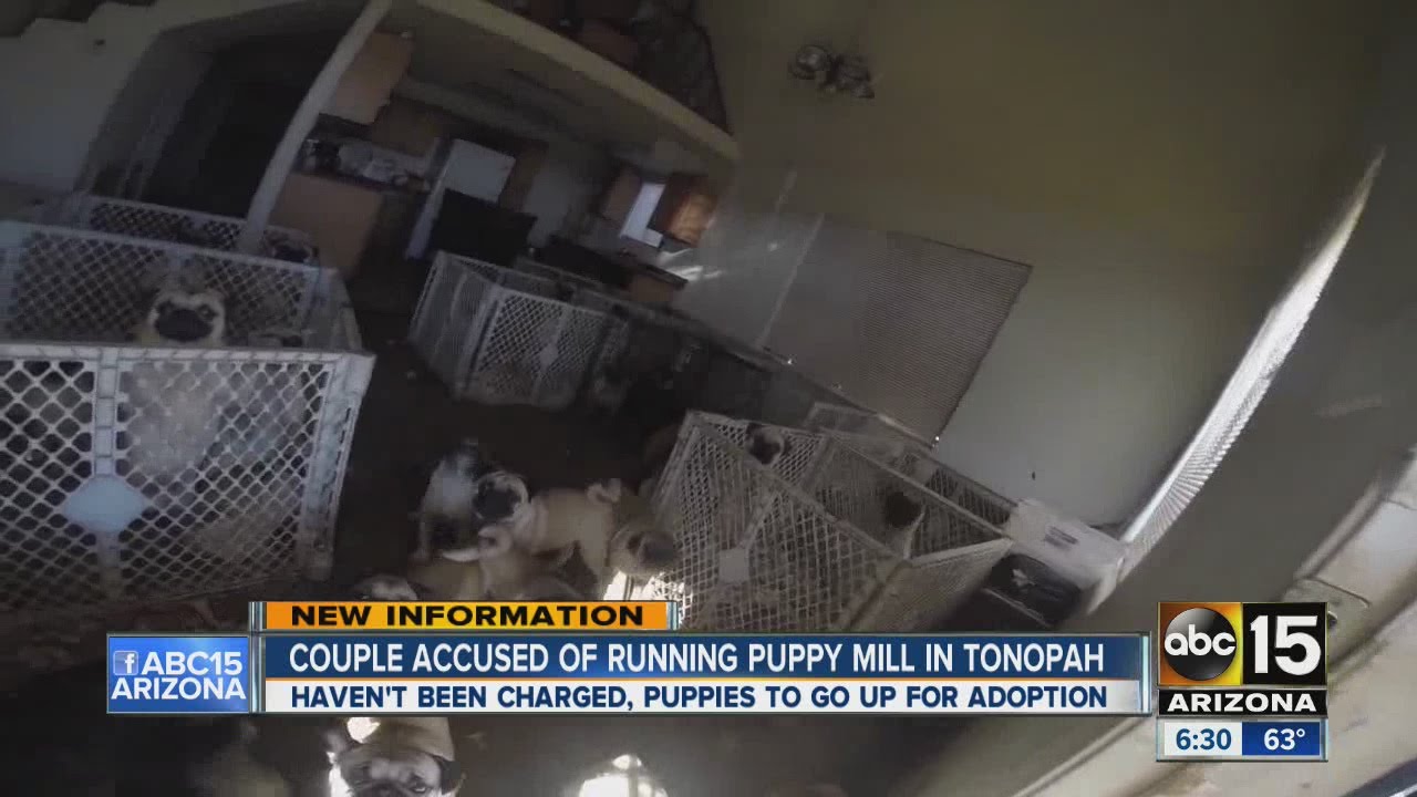 Puppy mill dogs up for adoption YouTube