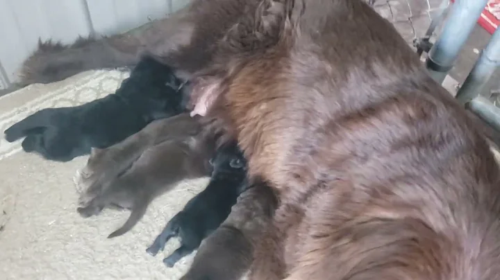 Newfoundlands of Umfleet Farms